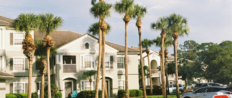 A stop sign in front of a row of palm trees